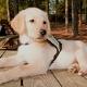 A Brilliant New Dog Collar Will Send You a Text Every Time Your Dog Starts Overheating