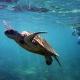 Turtle taped to balloons floats over Calif. city -- WITH VIDEO FOR HUMOR