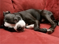 Couch Surfing For Fido