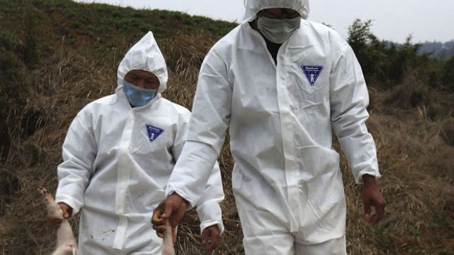 ChinaDeadPigsWorkers.JPG