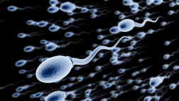 >Autumn is the time of year most associated with bumper crops of new babies, and according to an Israeli study there may be a scientific reason for it: human sperm are generally at their healthiest in winter and early spring