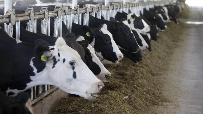 cattle_EPA.jpg