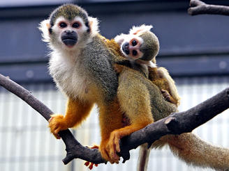 Thieves Steal Monkey From SF Zoo