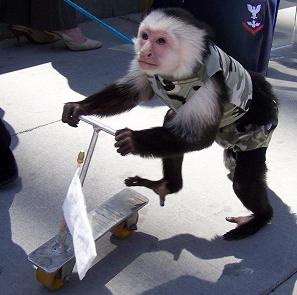monkey