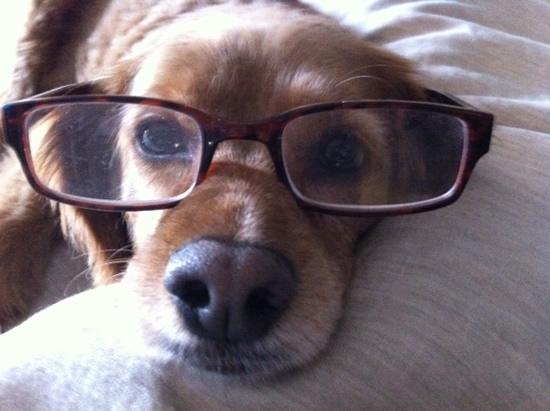 dog_with_glasses