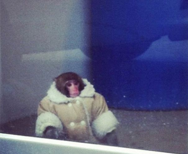 Ikea Monkey Becomes Overnight Internet Sensation But Its Owners Fined for Illegal Animal Possession