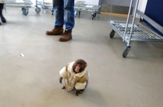 Ikea Monkey Becomes Overnight Internet Sensation But Its Owners Fined for Illegal Animal Possession